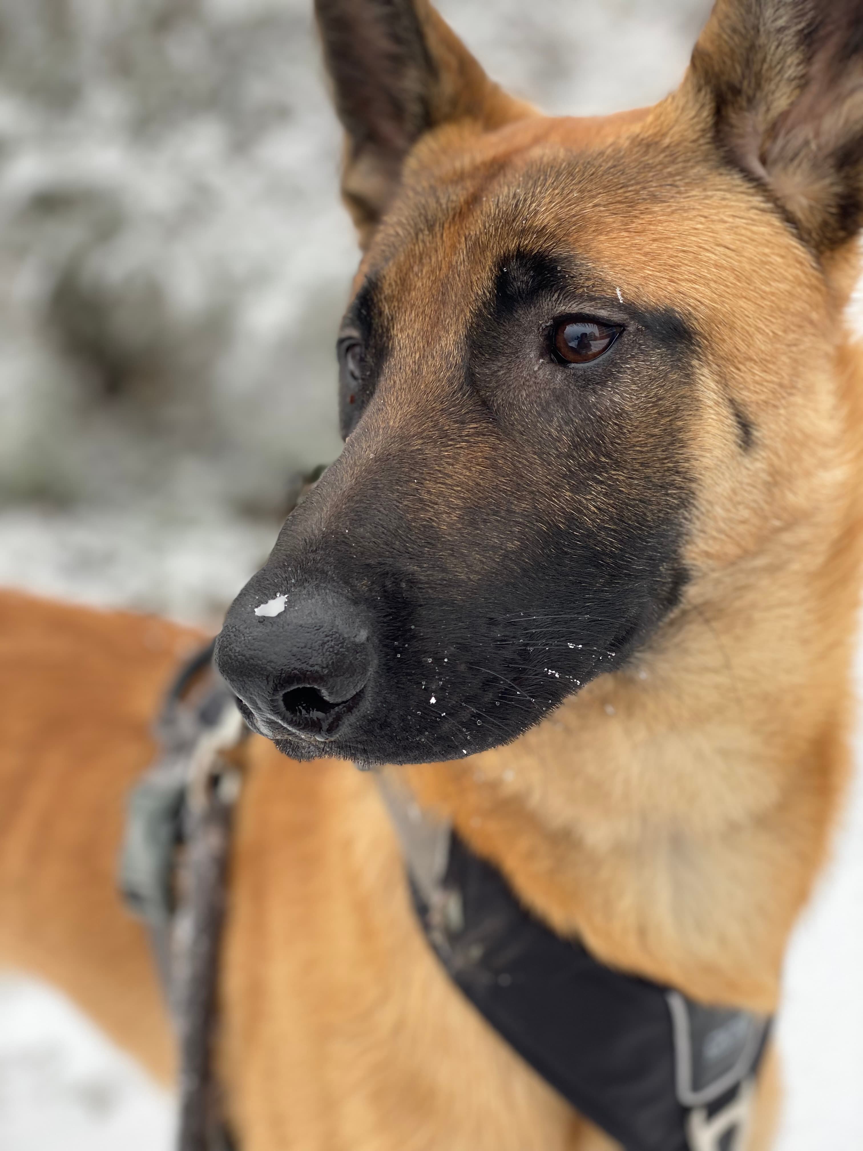 Malinois (Berger Belge)