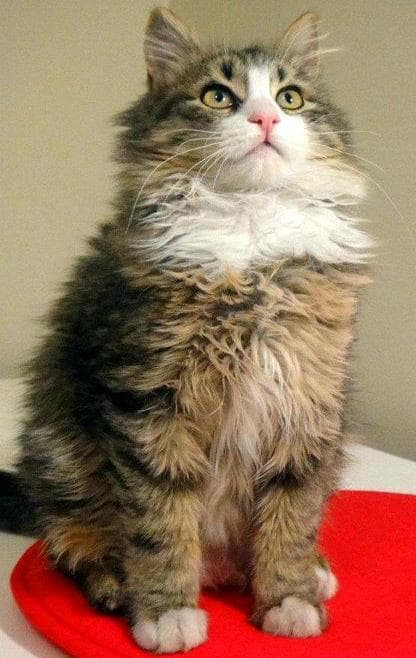 Turc d'Angora
